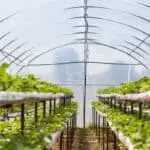 hydroponics in green house