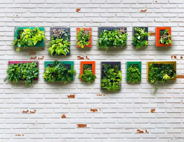 plants hanging in garden boxes on wall