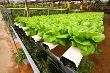 How To Build An Ebb And Flow Hydroponic System