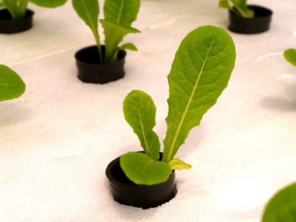 How To Build A Wick System