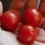 Nutritious Tomatoes