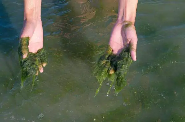 hands filled with algae in water