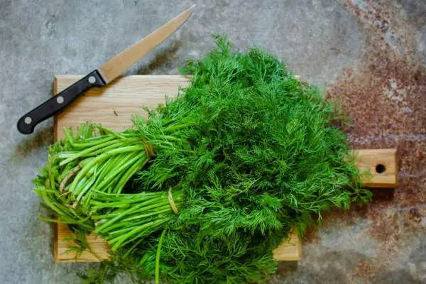 bunch of dill on table