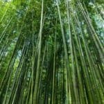 bamboo in forest