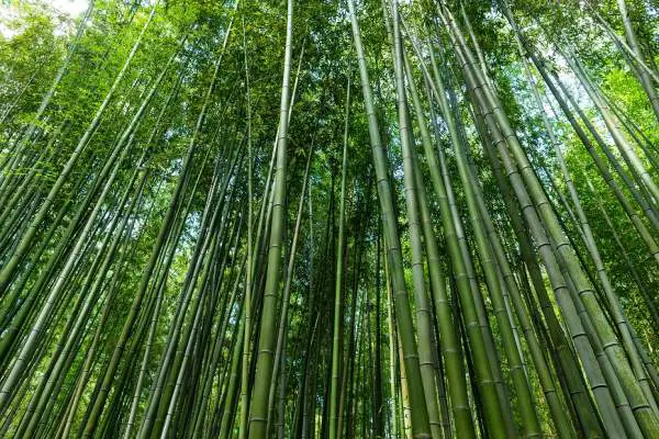 bamboo in forest