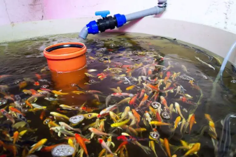 colorful fish in tub