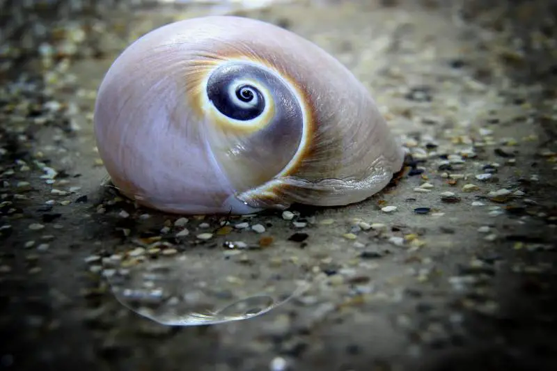 an aquaponics snail