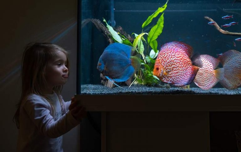 kid watching colorful fish in aquarium