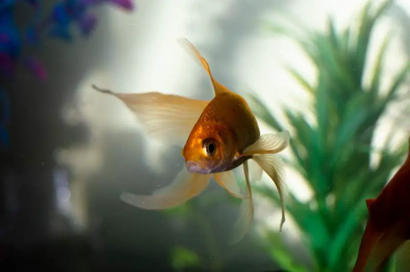 golded fish in aquarium