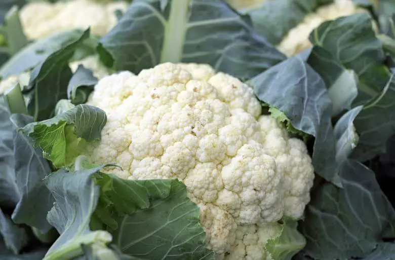a grown cauliflower vegetable