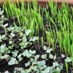 microgreen grow cycle