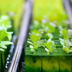hydroponics microgreen