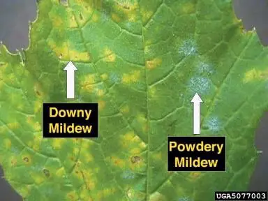 Downy Mildew and Powdery Mildew on a plant leaf