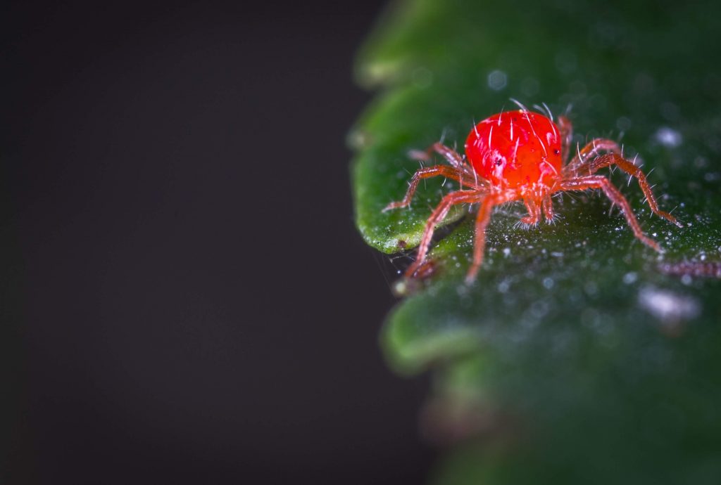 spider mites on hydroponic plants