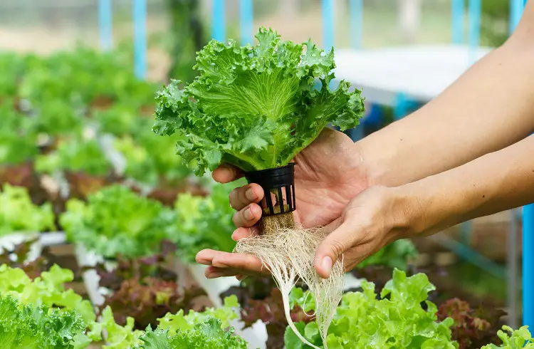 How to Grow Hydroponic Lettuce and the Best System to Use