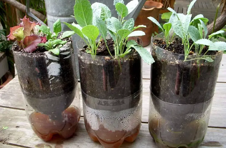 DIY soda bottle hydroponics