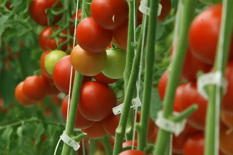 What vegetables grow best in aeroponics?