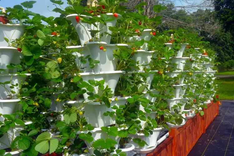 What grows well in tower garden