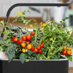 Hydroponic Systems for Tomatoes Reviews