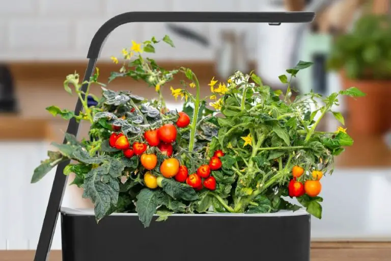 Hydroponic Systems for Tomatoes Reviews
