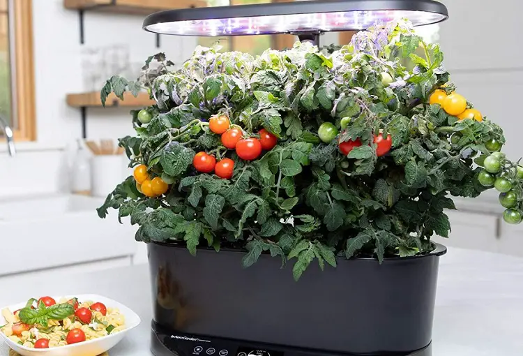 How to Choose Hydroponic System for Tomatoes