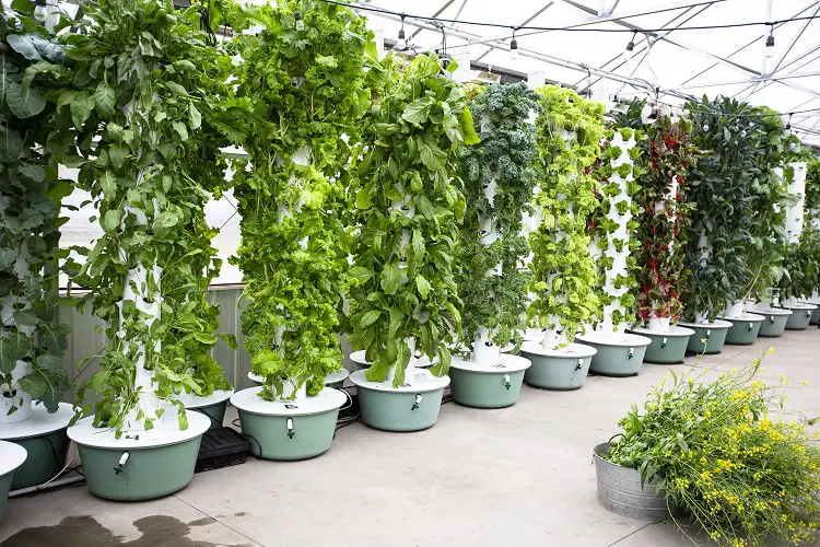 How Does a Vertical Hydroponic System Work?