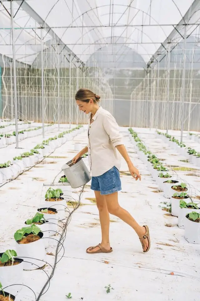 A woman watering hydroponic plants from a bucket of tap water