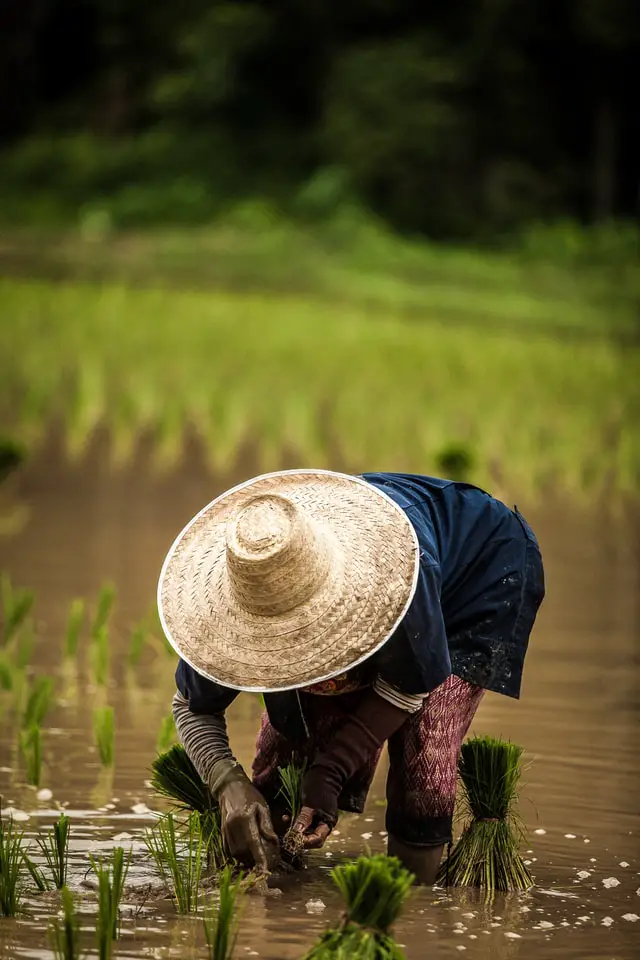 A man in a straw hat harvesting rice