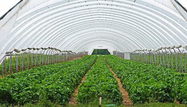 A greenhouse with strawberries