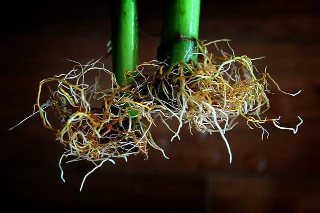 roots of two plants