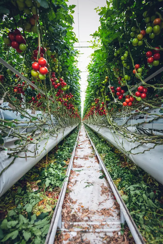 Tomatoes grown on a vertical farm