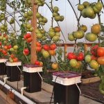 Hydroponic Bucket System for Tomatoes