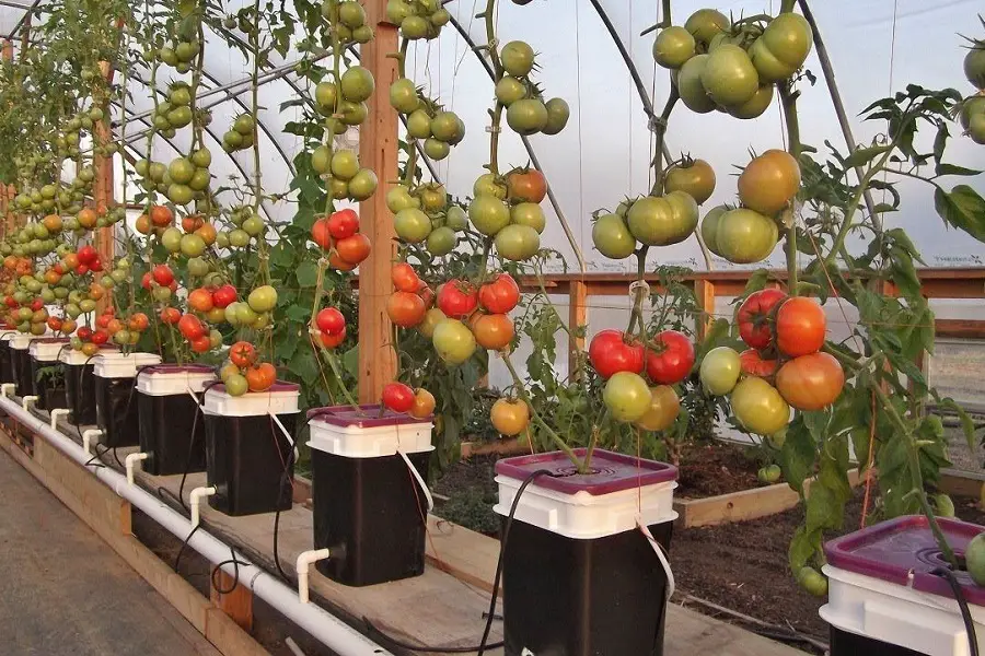 Best Hydroponic Bucket System for Tomatoes