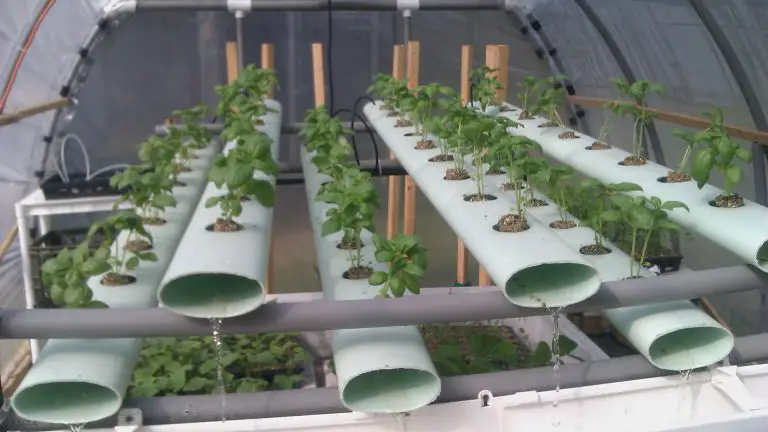 Can You Grow Potatoes in Hydroponics