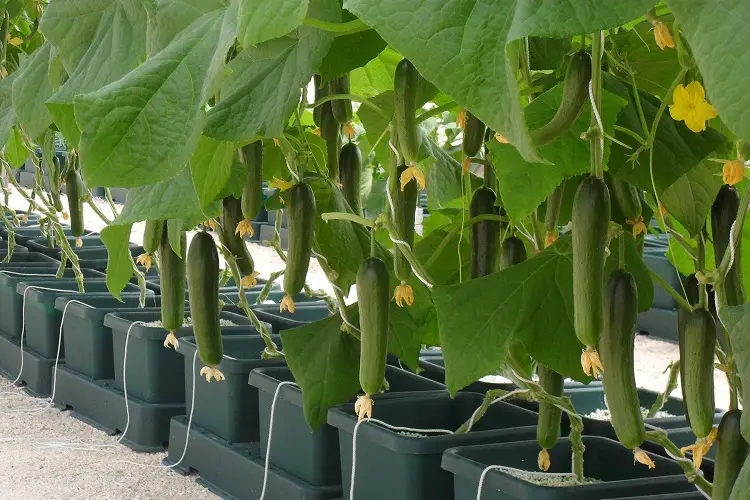 How to Grow Cucumbers in Hydroponics