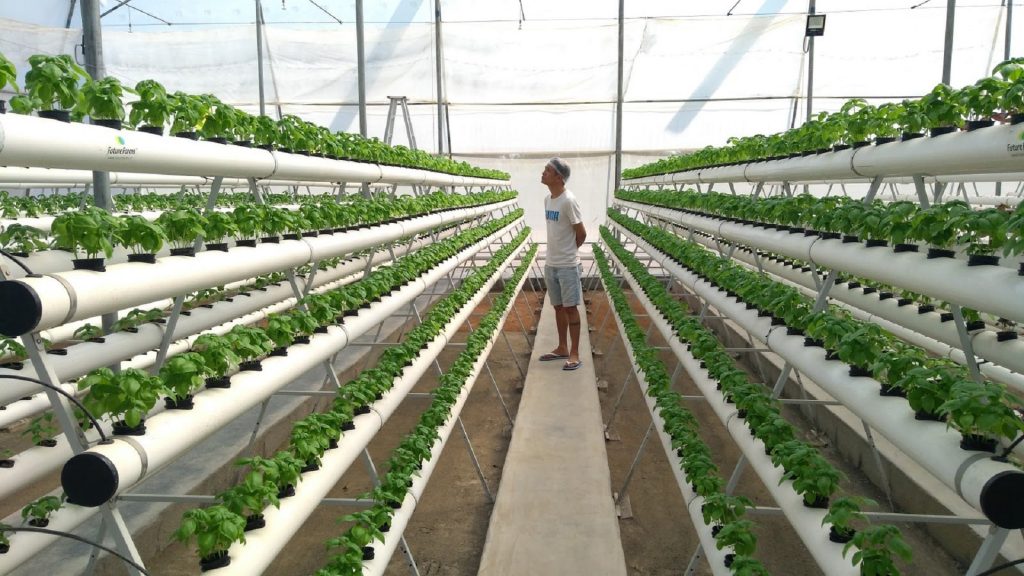 How to Grow Cucumbers in Hydroponics