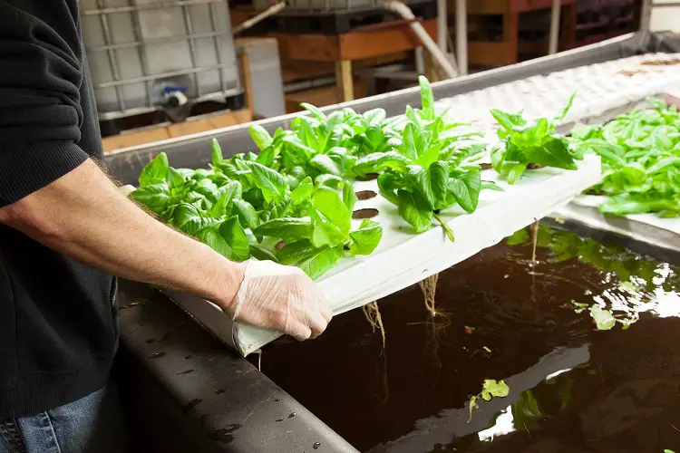 Media bed aquaponics systems can grow a wide range of crops