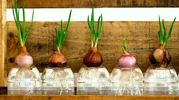 Can You Grow Onions in Hydroponics