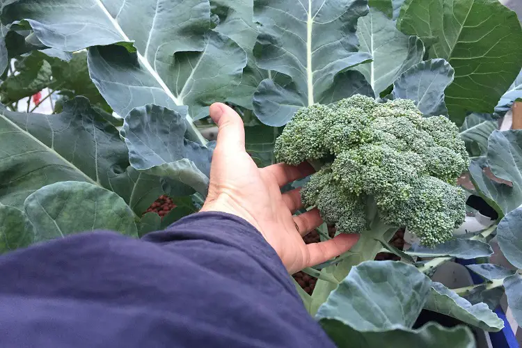 Can You Grow Broccoli in Hydroponics