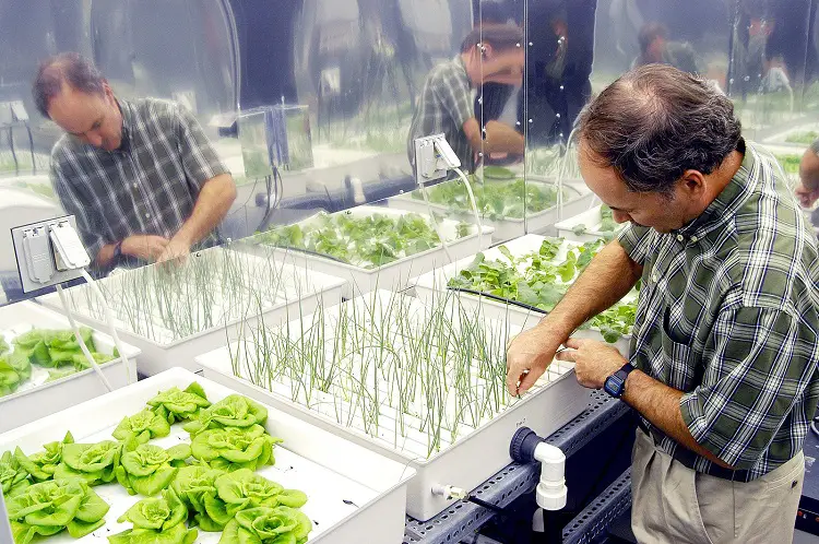 a person working in his hydroponic garden