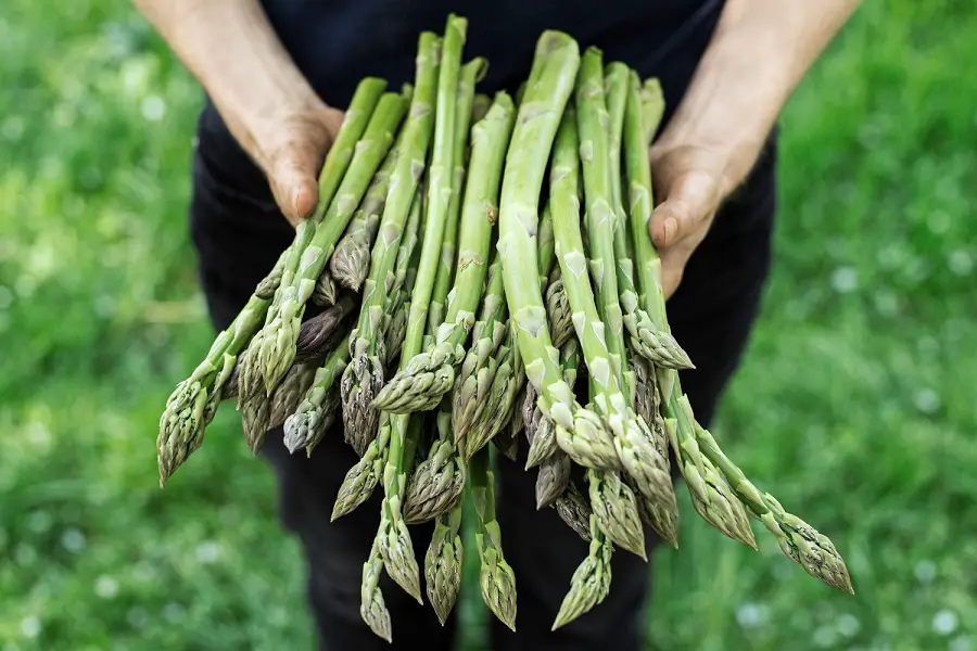 Hydroponic Asparagus: What Is The Best System For Growing?