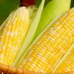 How to Grow Corn in Hydroponics