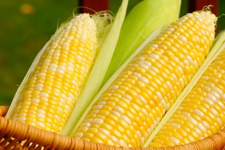 How to Grow Corn in Hydroponics