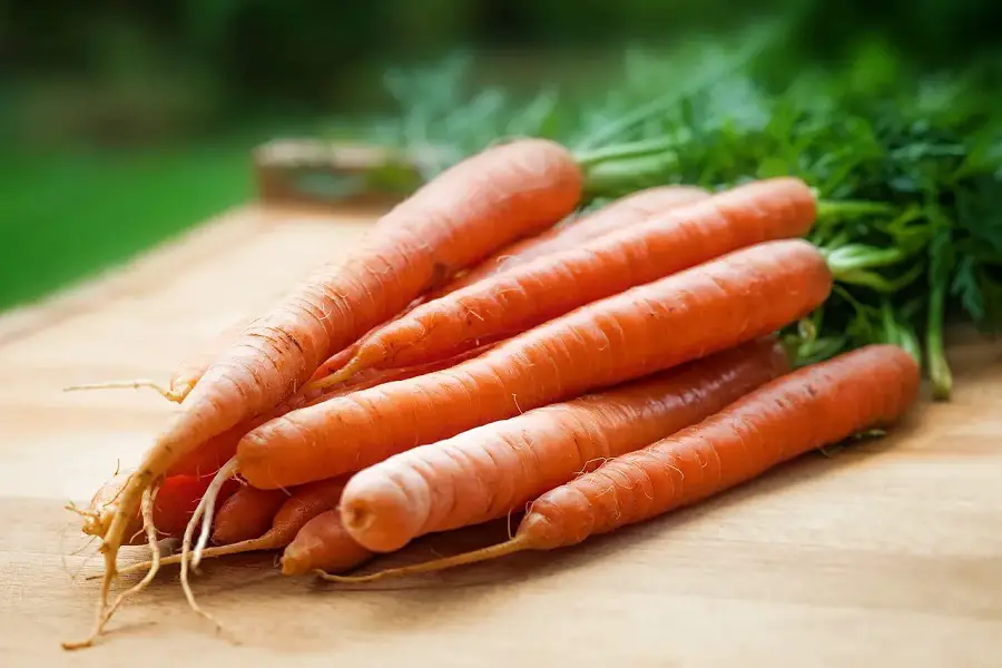 Can You Grow Hydroponic Carrots?