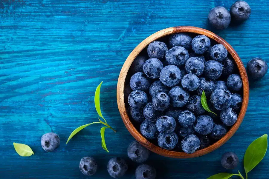 Can you Grow Blueberries in Hydroponics?