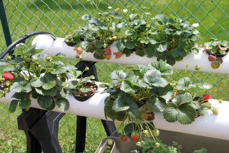 Hydroponic Strawberries vs. Soil Growing