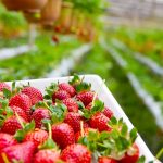 Hydroponics Strawberries