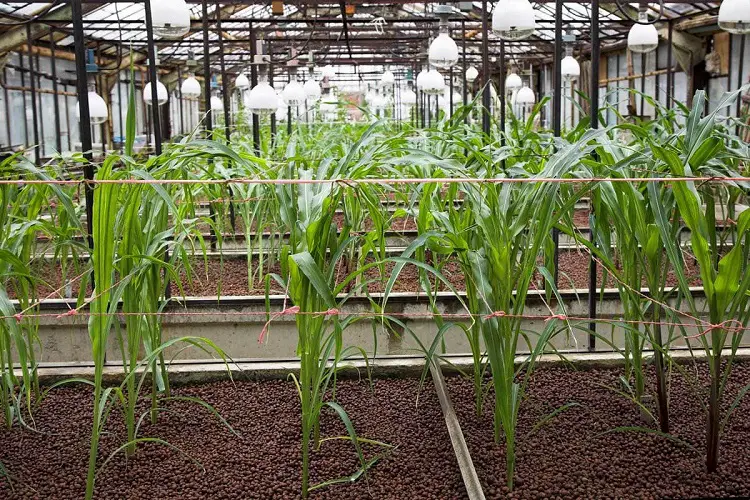 Nutrition Requirements for Hydroponic Corn