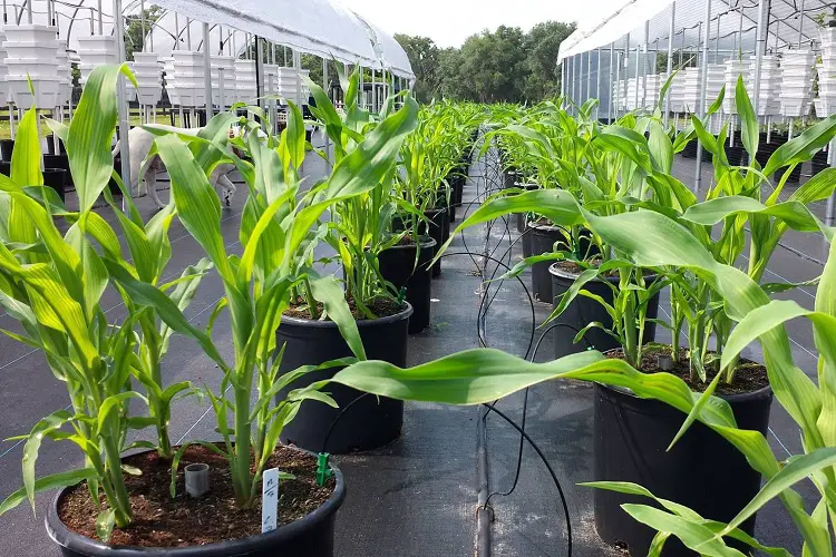 Benefits of Growing Corn in Hydroponics