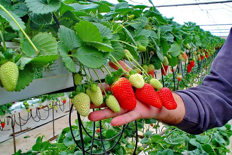 Hydroponic Nutrients for Strawberries